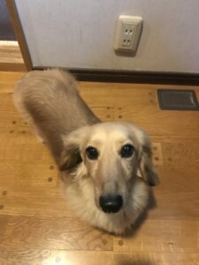 ペットシッター　箕面市　ダックスフント　Cくん