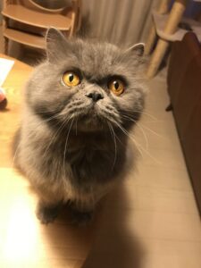 ペットシッター　吹田市　エキゾチックショートヘア　タロウくん