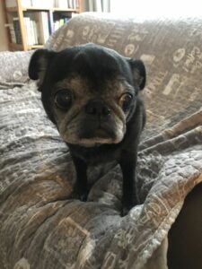 ペットシッター　箕面市　パグ犬　かりんちゃん　