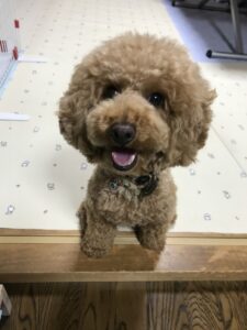 ペットホテル　トイプードル　リアンくん
