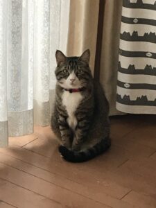 ペットシッター　吹田市　サバトラの雷蔵くんとシロキジの球太郎くん