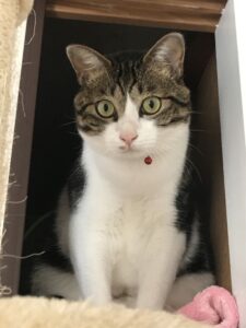 ペットシッター　箕面市　シロキジ猫　プシュケちゃん