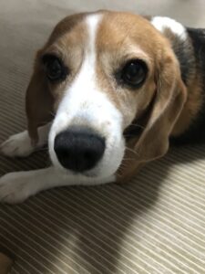 ペットシッター　箕面市　ビーグル　つくねちゃん