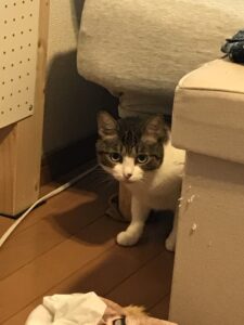 ペットシッター　池田市　猫ちゃんのたまみちゃんとグレコくん