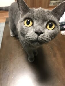 ペットシッター　吹田市　猫ちゃんのももちゃんとたろうくんとオカメインコのシナモンちゃん