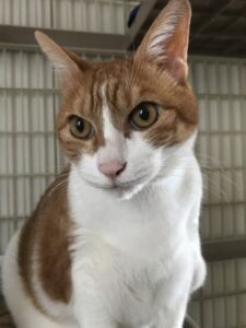 ペットシッター　吹田市　茶トラ白猫　カイくん
