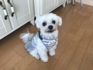 ペットシッター　茨木市　マルチーズのキャンディくんとヨークシャーテリアのルンルンくん