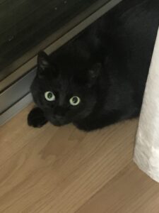 ペットシッター　茨木市　黒猫　ミロちゃんとハチくん