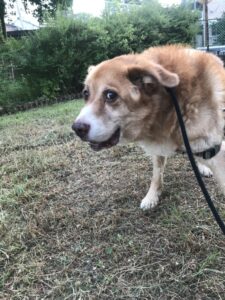 ペットシッター　箕面市　犬のリキくん　猫のひかりまるくんとまるこちゃん