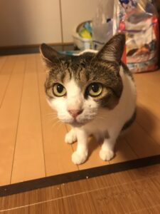 ペットシッター　箕面市　猫ちゃん6匹