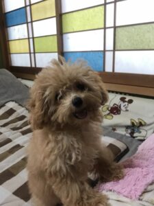 ペットホテル　チワプー　すももちゃん