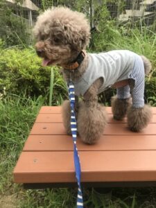 ペットシッター　お散歩代行　茨木市　トイプードル　ハルくんとこたろーくん