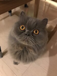 ペットシッター　吹田市　エキゾチックショートヘア　タロウくん