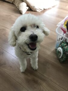 ペットシッター　箕面市　わんことにゃんこちゃんたち6匹