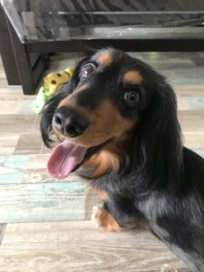 ペットシッター　吹田市　ダックスフントのノコくん