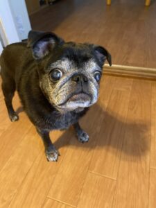 ペットシッター　箕面市　パグ　かりんちゃん