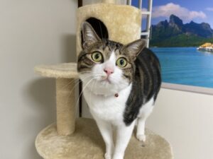 ペットシッター　箕面市　猫のプシュケちゃん