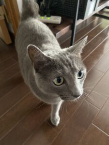 ペットシッター　箕面市　ロシアンブルー　ルーちゃん