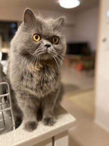 ペットシッター　吹田市　エキゾチックショートヘア　タロウくん