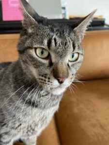 ペットシッター　箕面市　キジ猫　トラくん