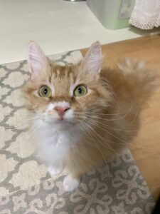 ペットシッター　箕面市　ラパーマ　エマちゃん