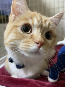 ペットホテル　マンチカンのグーグーくん