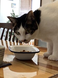 ペットシッター　箕面市　ハチワレ猫のすももちゃん