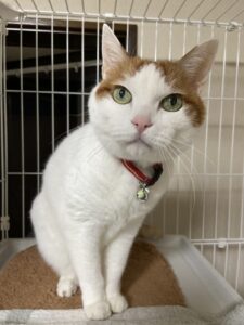 ペットホテル　白茶猫　はるくん