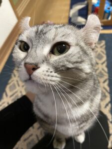 ペットシッター　箕面市　アメリカンカール　ヴィタちゃん