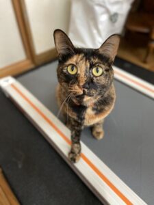 ペットシッター　箕面市　猫のこはるちゃん
