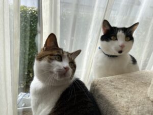 ペットシッター　箕面市　猫ちゃん６匹