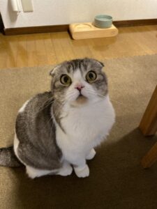 ペットシッター　箕面市　スコティッシュフォールド　りぼんちゃん