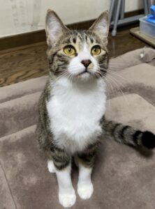 ペットホテル　猫のポポちゃんとゴンゾウくん