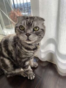 ペットシッター　箕面市　スコティッシュフォールド　ティーディくん