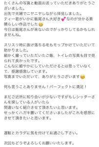 ペットシッター　箕面市　スコティッシュフォールド　ティーディくんのご家族様