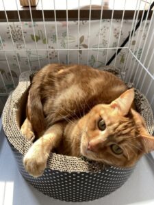 ペットホテル　猫　茶トラのきなこくん　