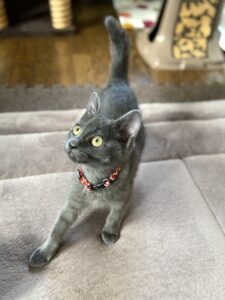 ペットホテル　猫の乙ちゃん