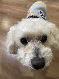 ペットシッター　箕面市　ワンちゃんとネコちゃんたち