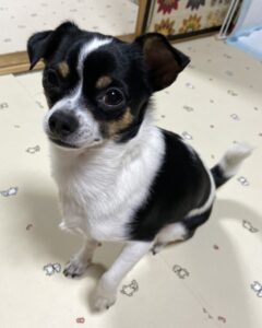 ペットホテル　チワワのJALくん
