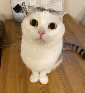 ペットシッター　箕面市　スコティッシュフォールド　キキくん