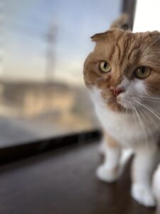 ペットホテル　スコティッシュフォールド　こまくん