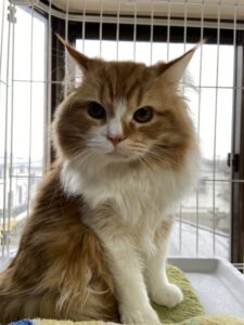 ペットホテル　スコティッシュフォールド　ティナくん