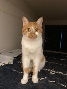 ペットシッター　豊中市　ネコちゃん　源之助くんと椿ちゃん