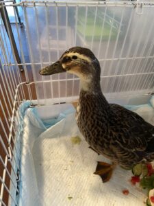 ペットシッター　箕面市　合鴨　鳥羽ちゃん