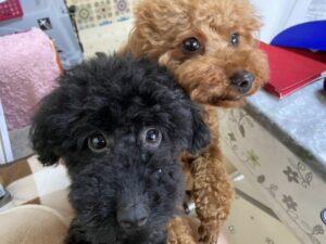ペットホテル　トイプードル　ロビンちゃんとレブルくん