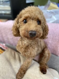 ペットホテル　トイプードル　たろくん