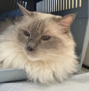 ペットシッター　吹田市　ラグドールの茶茶ちゃん　ノルウェージャンフォレストキャットのギガくん　