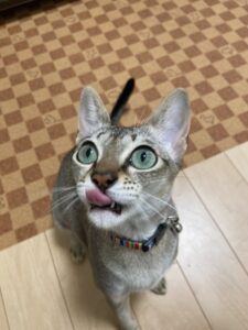 ペットシッター　吹田市　シンガプーラ　レオちゃん