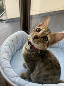 ペットホテル　キジ猫　ソラくん