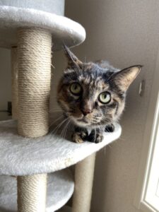 ペットシッター　豊中市　キジ猫のむーんちゃん